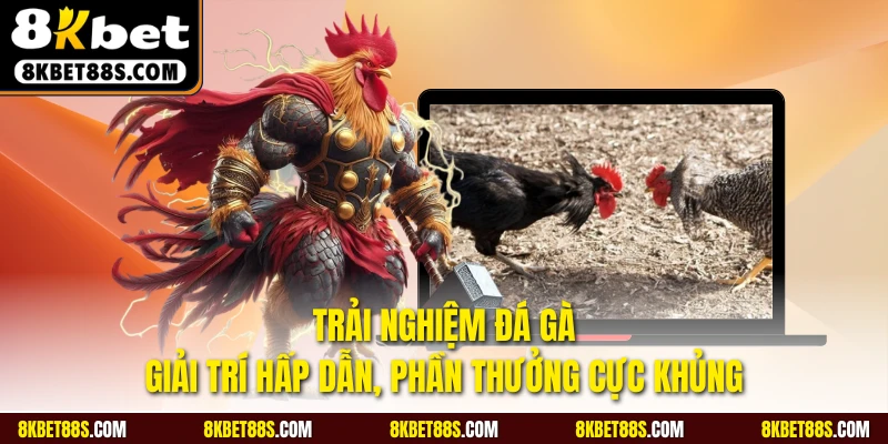 Trải nghiệm đá gà giải trí hấp dẫn, phần thưởng cực khủng